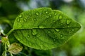 Droplets of water on a leaf of a plum tree Royalty Free Stock Photo