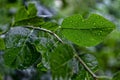 Droplets of water on a leaf of a plum tree Royalty Free Stock Photo