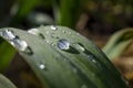 Droplets of water or rain on a green leaf