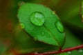 Droplets of Water on Rose Leaf Royalty Free Stock Photo