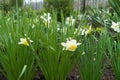 Droplets of water on white flowers of narcissus Royalty Free Stock Photo
