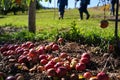 Dropped apples at a fruit picking orchard