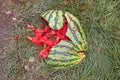 Dropped, broken watermelon on the ground Royalty Free Stock Photo