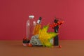 Dropper bottle with gel serum and rowan berries on a red background, a stone and a bottle with liquid.Autumn leaves. Royalty Free Stock Photo