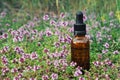 Dropper bottle of thyme essential oil, thymus serpyllum flowers on meadow outdoors. Alternative medicine