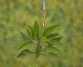 Dropper with a drop on top of a sprig of blooming sage , blurred green background