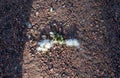 Dropping from a female cottonwood tree on a gravel background Royalty Free Stock Photo