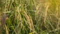 Dropping rice paddy in the sunlight in the countryside