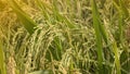 Dropping rice paddy in the sunlight in the countryside