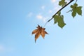 dropping a single leaf from a tree against sky background