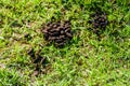 Droppings of capybara