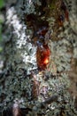 Drops of amber-colored resin protruding from the wood Royalty Free Stock Photo