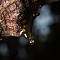 drops of amber pitch flow down on tree Royalty Free Stock Photo