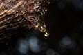 drops of amber pitch flow down on tree Royalty Free Stock Photo