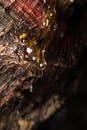 drops of amber pitch flow down on tree Royalty Free Stock Photo