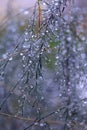 Drops on the branches in the light of autumn sunset Royalty Free Stock Photo