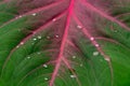 Drops on Caladium leaf Royalty Free Stock Photo
