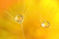 Drops on dandelion Royalty Free Stock Photo