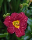 Drops on a Day Lilly Royalty Free Stock Photo