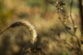 Drops of dew on the autumn fluffy grass spikelets Royalty Free Stock Photo