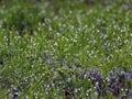 Drops of dew on blades of grass Royalty Free Stock Photo