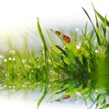 Drops of dew on blades of green grass and ladybugs Royalty Free Stock Photo
