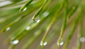 Drops of dew on a Christmas tree. Fir tree in the rain. Macro spruce needles with raindrops Royalty Free Stock Photo