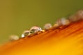 Drops of dew on colored leaf