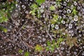 Drops of dew covered spiderwebs in the grass at sunrise with fog at background