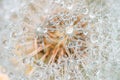 Drops of dew on dandelion leontodon