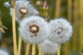 Drops of dew on dandelion leontodon