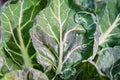 Drops of dew on Brussels Sprouts leaves.