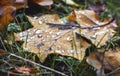 Drops of dew on a dry maple leaf. Late autumn in the woods_ Royalty Free Stock Photo