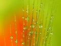 Drops of dew on the ear of wheat - macro Royalty Free Stock Photo