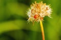 Drops dew on flower grass with insect Royalty Free Stock Photo