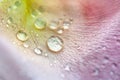Drops of dew on a gently pink rose petal, super macro Royalty Free Stock Photo