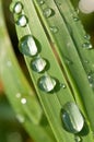 Drops of dew on the grass Royalty Free Stock Photo