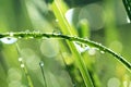 Drops of dew on a grass Royalty Free Stock Photo