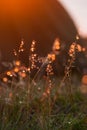 Drops of dew on the grass glows at sunset Royalty Free Stock Photo