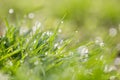 Drops of dew on the grass. macro Royalty Free Stock Photo