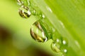 Drops of dew on the grass. macro Royalty Free Stock Photo