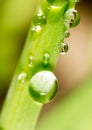 Drops of dew on the grass. macro Royalty Free Stock Photo