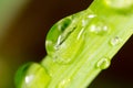 Drops of dew on the grass. macro Royalty Free Stock Photo