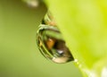 Drops of dew on the grass. macro Royalty Free Stock Photo