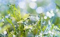 Drops of dew on the grass. sun glare from dew Royalty Free Stock Photo