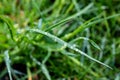 Drops of dew on green blade of grass Royalty Free Stock Photo