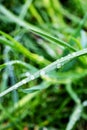 Drops of dew on green blade of grass Royalty Free Stock Photo