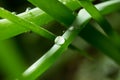 Drops of dew on the green grass. close Royalty Free Stock Photo