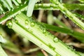 Drops of dew on the green grass. close Royalty Free Stock Photo