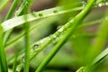 Drops of dew on the green grass. close Royalty Free Stock Photo